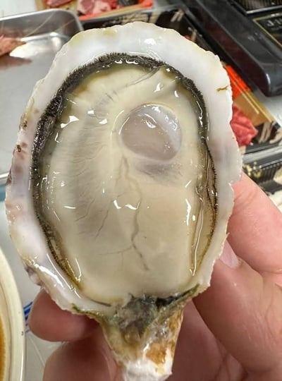 日本宮城全殼生蠔2