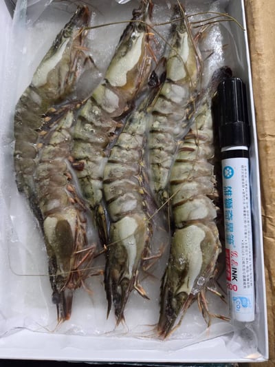 嚴選馬來活凍海老草蝦6P3