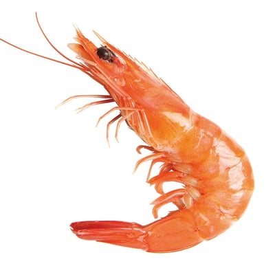 馬來活煮熟白蝦41/504