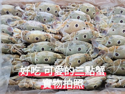 野生三點蟹9