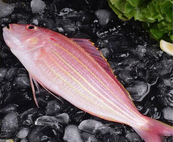 西太平洋金線魚550g2