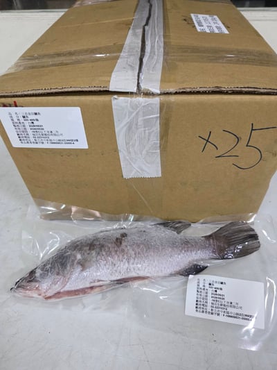 現流三去金目鱸魚13