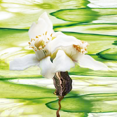 淡香精12ml｜青晨橙露 Eau De Parfum 12ml｜Dew of Cucumber6