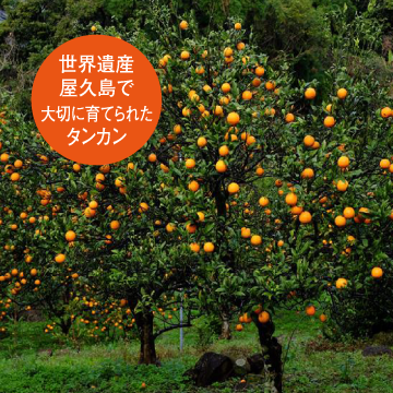 桷志田黑醋沙拉醬-屋久島桶柑2