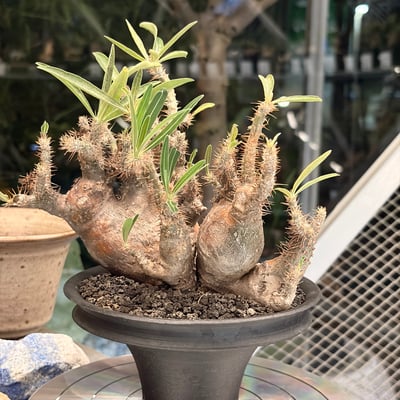 象牙宮四頭4