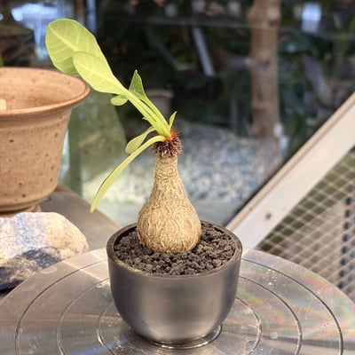 象鼻大戟2