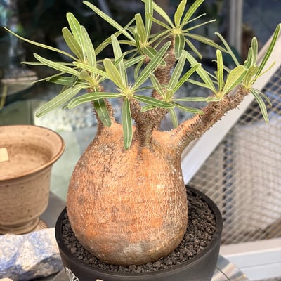 象牙宮(L)2
