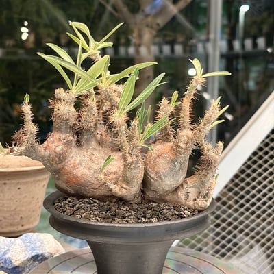 象牙宮四頭2