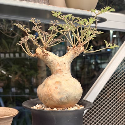 碎葉葡萄甕1