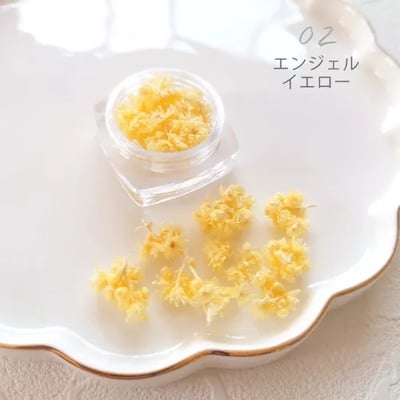 GreenOcean Crispy Pam乾燥花4