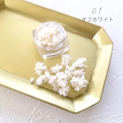 GreenOcean Crispy Pam乾燥花3