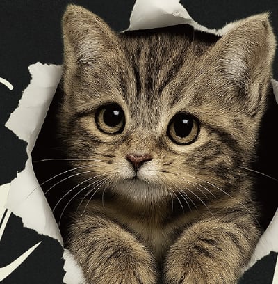 【洞洞貓】I'm HeRe!虎斑貓Ｔ恤2