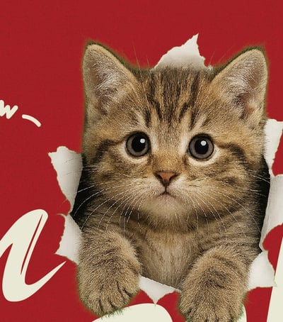 【洞洞貓】I'm HeRe!美國短毛貓T恤2