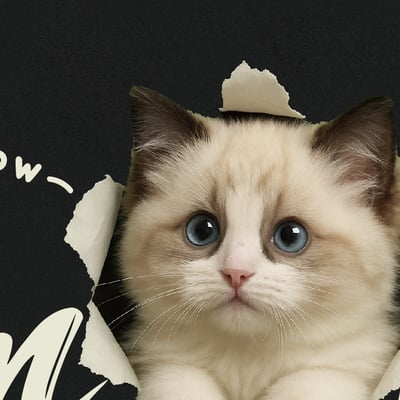 【洞洞貓】I'm HeRe!布偶猫T恤2