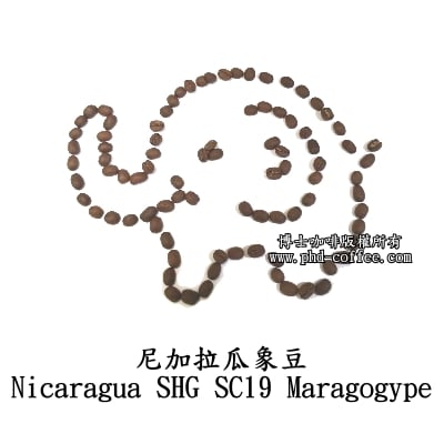 尼加拉瓜象豆 (Nicaragua SHG SC19 Maragogype)1
