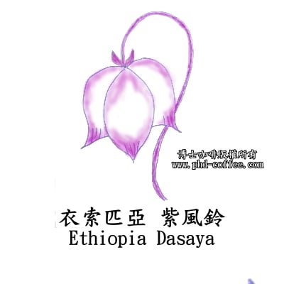 衣索匹亞紫風鈴(Ethiopia Dasaya)1