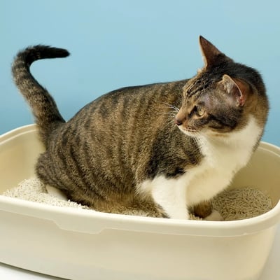 【整箱免運】DogCatStar 汪喵星球 益生菌消臭豆腐砂/泌尿健康檢測隱血砂13