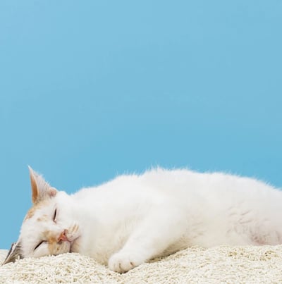 怪獸部落 費洛蒙快樂貓砂｜木薯混砂 (+豆腐砂)10