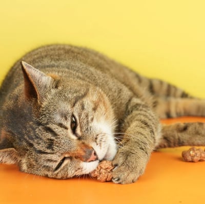 怪獸部落LitoMon 快樂凍乾蟲癭果 18G4