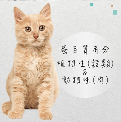 SEEDS惜時 MamaMia 愛貓軟凍餐罐 170g3