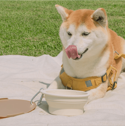 怪獸部落LitoMon 怪獸部落 防塵折疊碗4