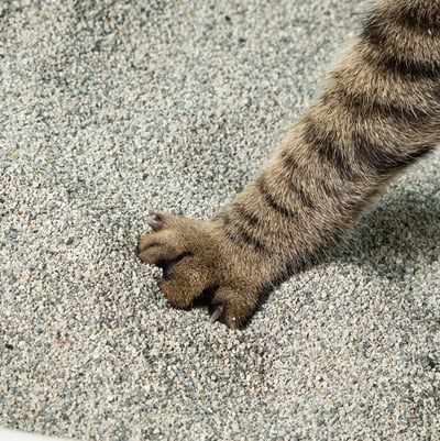 【免運】怪獸部落 費洛蒙快樂貓砂｜礦砂3