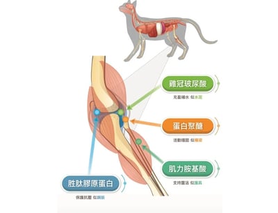 木入森MORESON 貓咪有關膝(骨骼關節)保養5