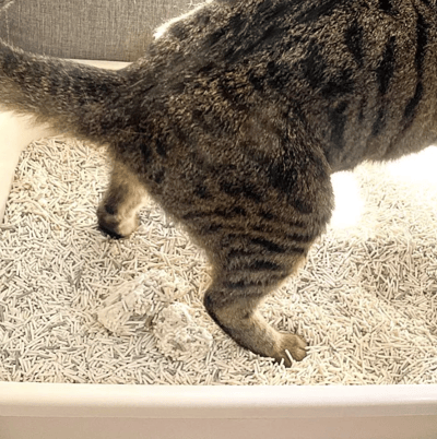 【整箱免運】DogCatStar 汪喵星球 益生菌消臭豆腐砂/泌尿健康檢測隱血砂5