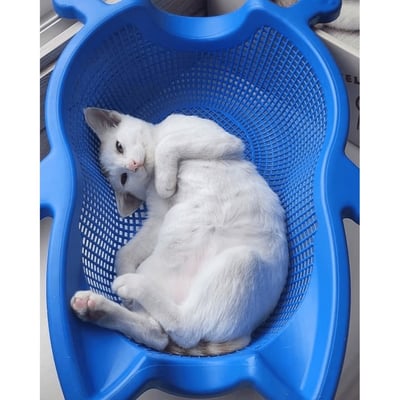 SOKURI 貓籃 | 韓國 CatBang13