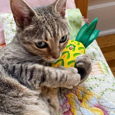 貓草玩具 | Yeowww 美國瘋狂貓10