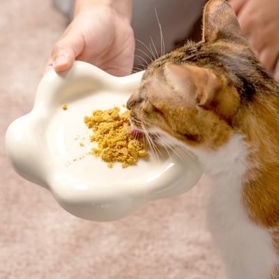 超凝小姐｜春日花與貓系列 餐盤5