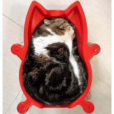 SOKURI 貓籃 | 韓國 CatBang7