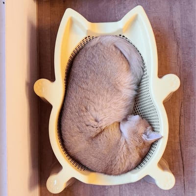 SOKURI 貓籃 | 韓國 CatBang17