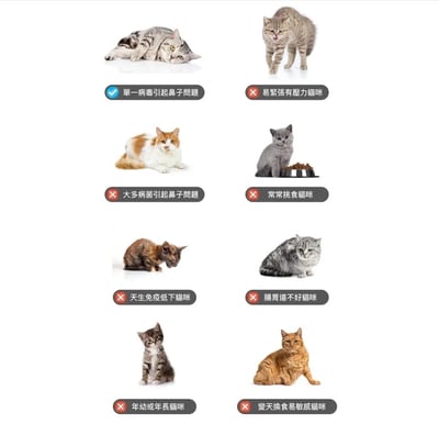 木入森MORESON 貓咪護疫升 貓咪離胺酸 (免疫配方)寵物保健 營養品 Cat Health4