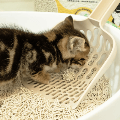 【整箱免運】DogCatStar 汪喵星球 益生菌消臭豆腐砂/泌尿健康檢測隱血砂10