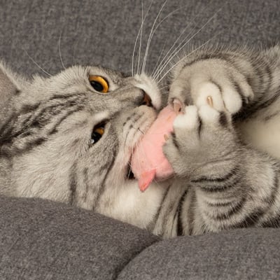 怪獸部落LitoMon ｜ CHILL紓壓貓草包3