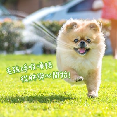 汪喵星球 呼吸道保健｜換季必備9