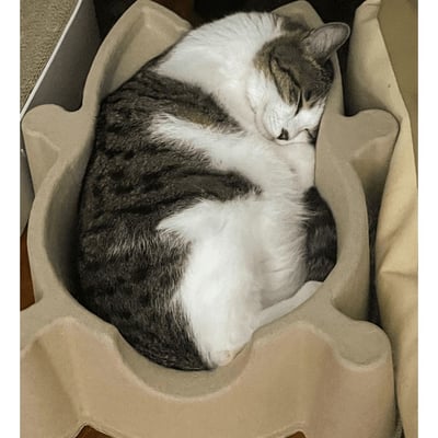 SOKURI 貓籃 | 韓國 CatBang8