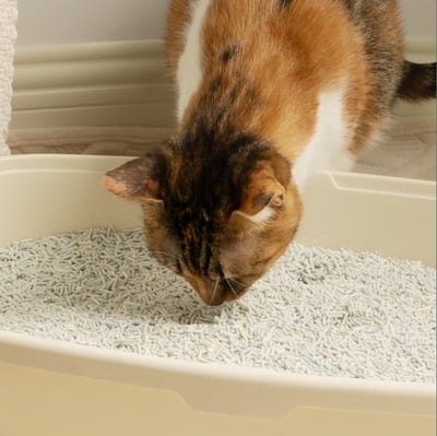 超凝小姐｜0碎塊超凝結混合砂-忘憂森林香7