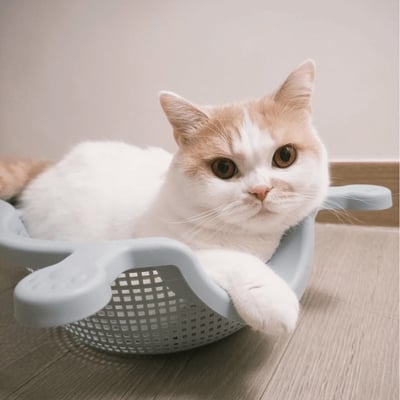 SOKURI 貓籃 | 韓國 CatBang16