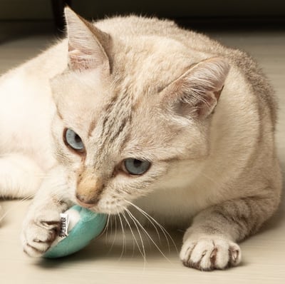 怪獸部落LitoMon ｜ CHILL紓壓貓草包5