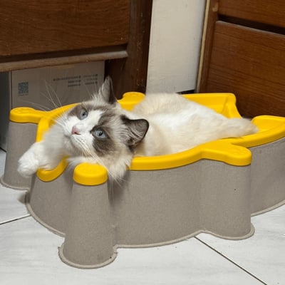 SOKURI 貓籃 | 韓國 CatBang12