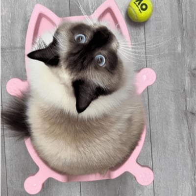 SOKURI 貓籃 | 韓國 CatBang15