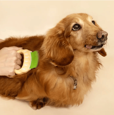 DogCatStar 汪喵星球 日本 Philocomb 寵物貝殼梳8