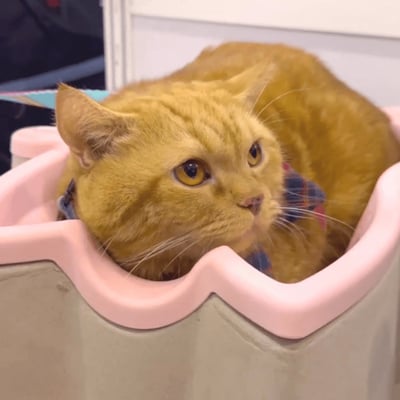 SOKURI 貓籃 | 韓國 CatBang11