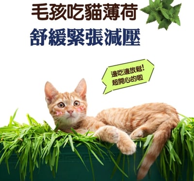 Cat Glory 驕傲貓 貓薄荷潔牙軟錠 30g5