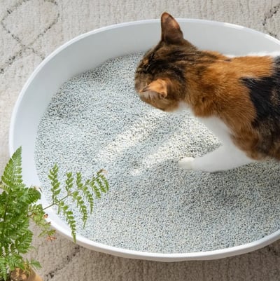 【免運】 超凝小姐｜益生菌除臭豆腐砂米粒型5