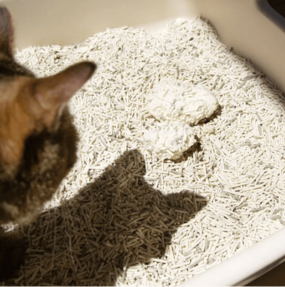 【整箱免運】DogCatStar 汪喵星球 益生菌消臭豆腐砂/泌尿健康檢測隱血砂7