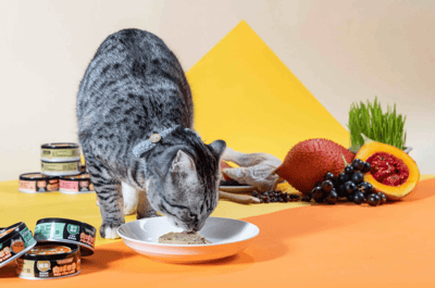 肉球世界 歪嘴貓主食罐 80g6