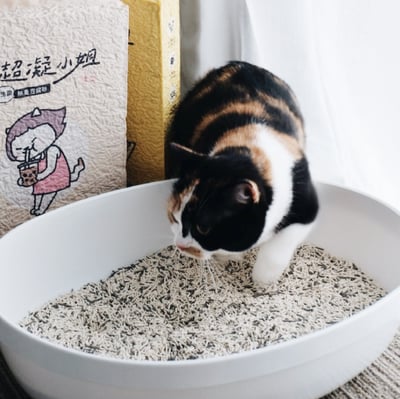 免運｜超凝小姐 益生菌除臭豆腐砂【下午茶香氛】3